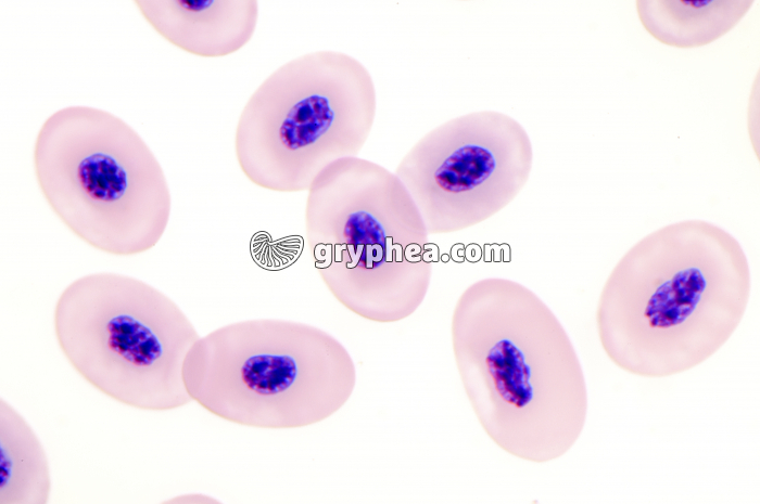 Sang Batracien x400 - gryphea.com